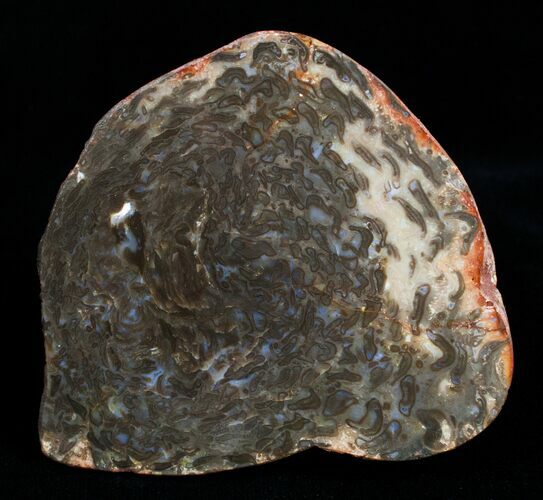 Unusual Osmunda Petrified Wood End Slice #3401